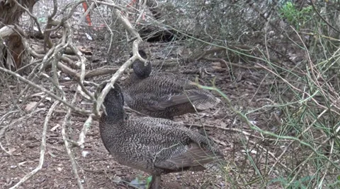 Freckled Ducks grooming Stock Footage 38384910