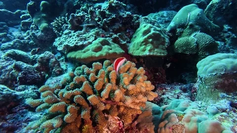 Freckled hawk fish watching from the coral Stock Footage 346505911