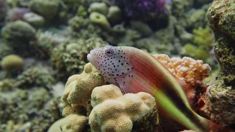 Freckled Hawkfish on Coral Reef in Clear Tropical Waters Stock Footage 316692535