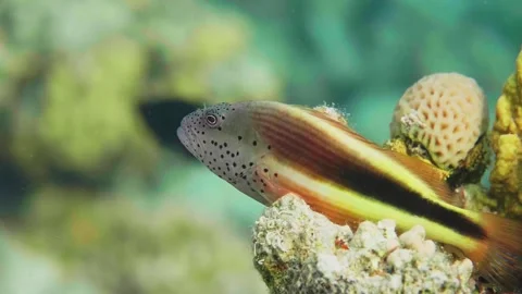 Freckled Hawkfish on Coral Reef in Tropical Waters, Red Sea Stock Footage 316690953
