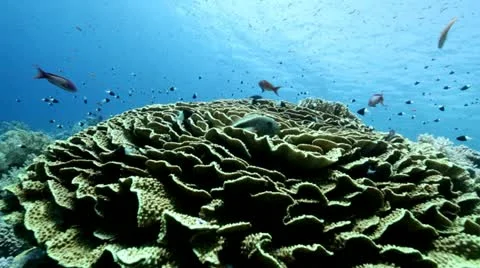 Freckled hawkfish on a lettuce coral Stock Footage 10862003