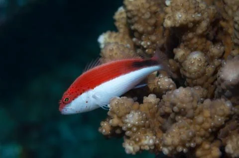 Freckled Hawkfish in the Maldives Stock Photos