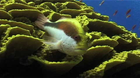 Freckled Hawkfish (Paracirrhites forsteri) Close Up Stock Footage 300315959