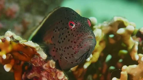 Freckled Hawkfish Perched on Coral in Vibrant Underwater Scene Stock Footage 316692826