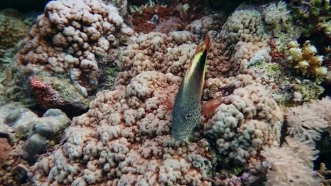 Freckled Hawkfish Perched on Vibrant Coral Reef Stock Footage 316580659