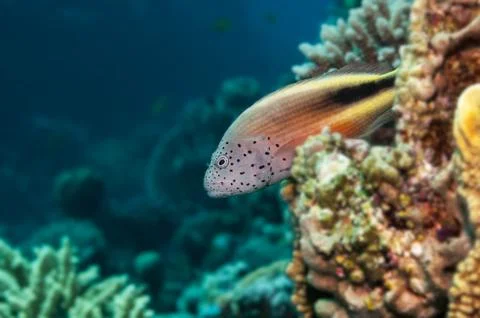 Freckled hawkfish red sea Stock Photos