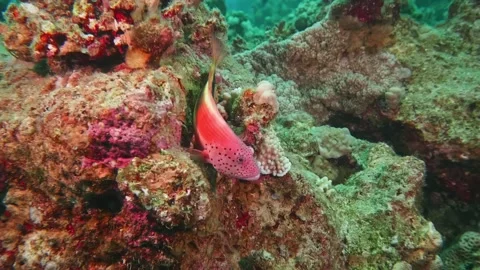 Freckled Hawkfish Resting on Coral Formation in Vibrant Tropical Reef Habitat Stock Footage 311947441