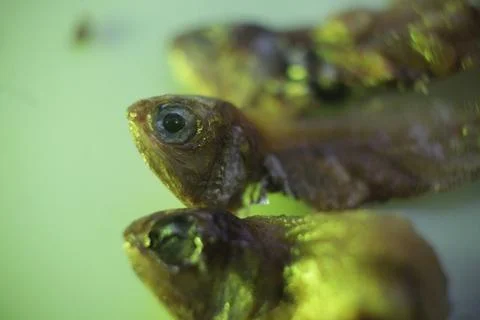 Fred fish Fotos de archivo