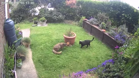 Freddy the Fox and Loki the Cat Play with Gloves in Garden, Brighton, Sussex, Uk Video stock 205428839