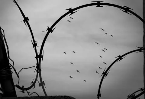 Free and Captive Stock Photos