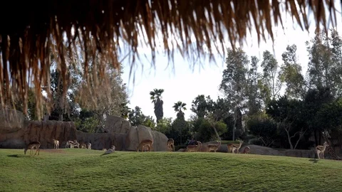 Free animals at the zoo Stockbeeldmateriaal 106020595