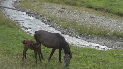 Free beautiful horses in mountain Stock Footage