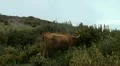 Free cattle near mountain road 20110425 172519 HD Footage