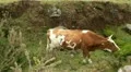 Free cattle near mountain road 20110425 174249a HD Footage