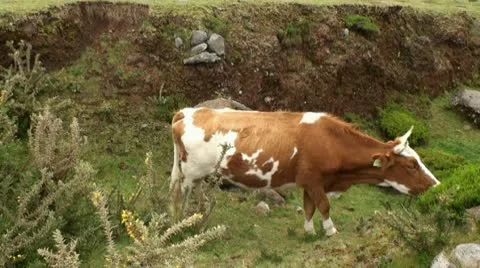 Free cattle near mountain road 20110425 174249a Stock Footage