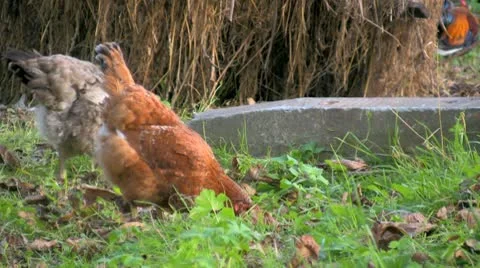 Free chicken Stock Footage 8838072