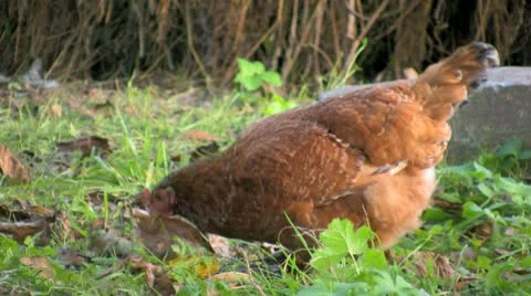 Free chicken Stock Footage 8838158