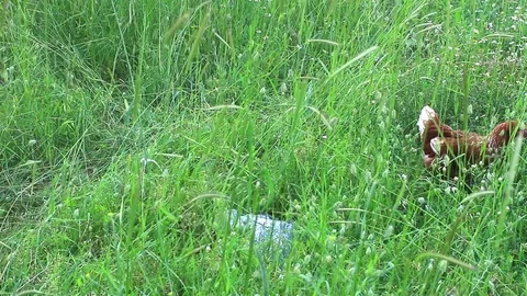 Free chicken Stock Footage 71035821