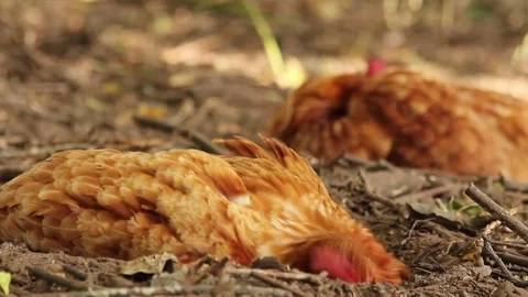 Free chickens in the sunshine Stock Footage 72552384