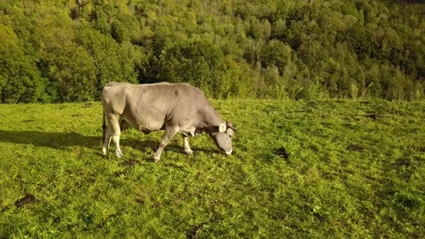 Free cow Stock Footage 145424732