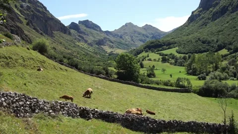 Free cows in the mountains Stock Footage 138553233