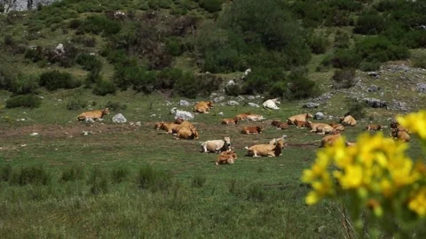Free cows in the mountains Stock Footage 138555427