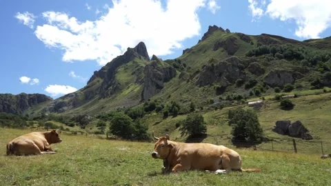 Free cows in the mountains Stock Footage 138555781