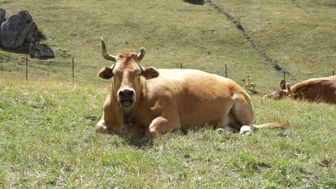 Free cows in the mountains Stock Footage 138556005