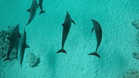 Free dive with wild dolphins buttlenose dolphins swimming in couples Video stock 159796722