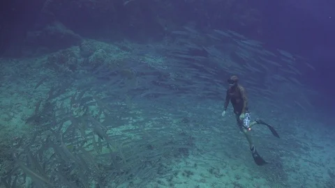 Free diver with barracudas Stock Footage 80624635