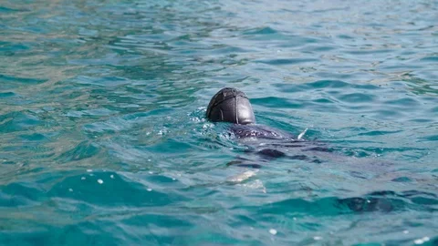 Free diver diving into the water - Slow Motion Video stock 105297639