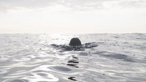 Free diver diving into the water - Slow Motion Stock Footage 105300874