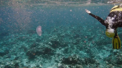 Free diver exploring coral reef in Red sea Stock-Footage 90184443