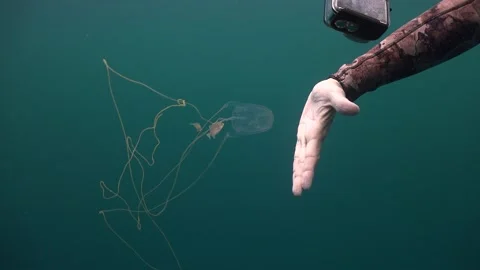 Free diver filming Cubozoa Box Jellyfish Stock Footage 151361453
