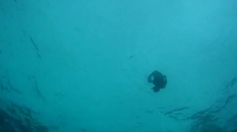 Free Diver Stock Footage 7903169