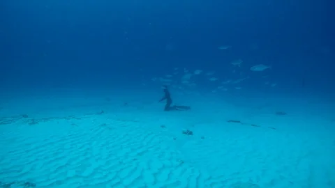 Free diver surrounded by a school of fish ascends from the depth Stock Footage 96416036