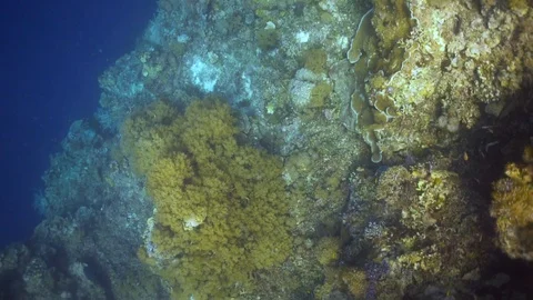 Free Diving In An Underwater Ledge 