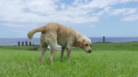 Free Dog on Easter Island Stock Footage 133362169