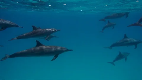 Free dolphins deep underwater Stock Footage 90216887