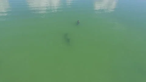 Free Dolphins at Tulum 2 Stock Footage 171389642