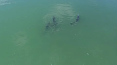 Free Dolphins at Tulum 3 Stock Footage 171390331