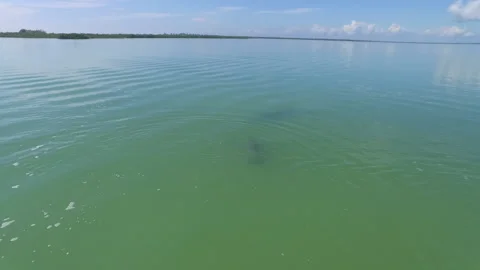Free Dolphins at Tulum 4 Stock Footage 171390836