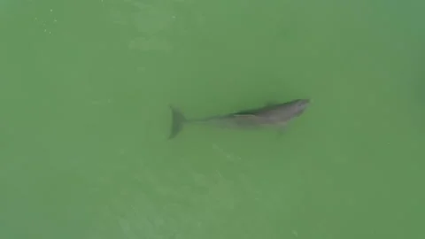 Free Dolphins at Tulum Stock Footage 171388431