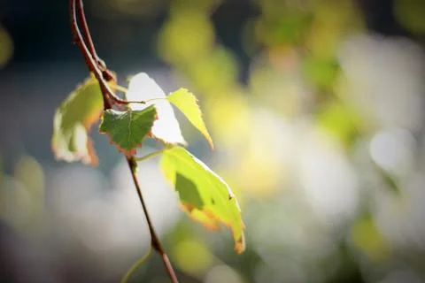 Free Falling Stock Photos