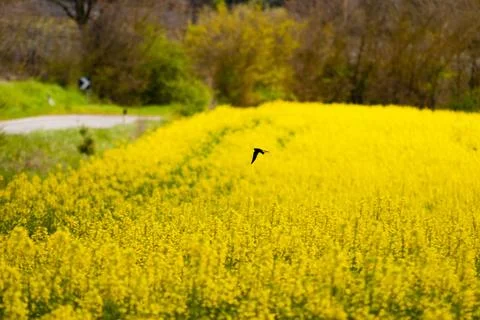 Free flight Stock Photos