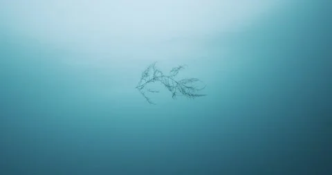 Free floating invasive sargassum algae Stock Footage 132348385