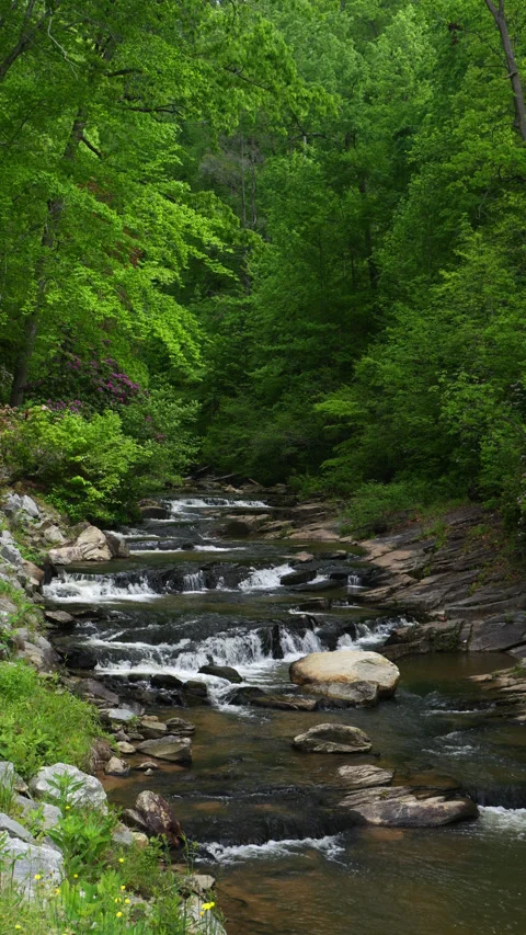Free flowing beautiful mountain stream Stock Footage 307877995