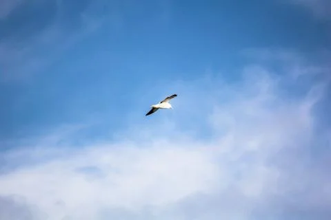 Free Fly Stock Photos