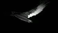 A free flying bird on black background - rotoscoping technique HD Footage