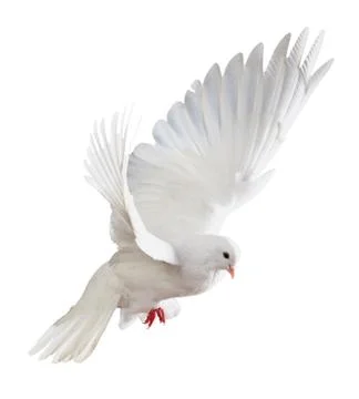 A free flying white dove isolated Stock Photos